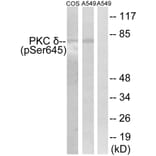 Western Blot - Anti-PKC delta (phospho Ser645) Antibody (A7196) - Antibodies.com