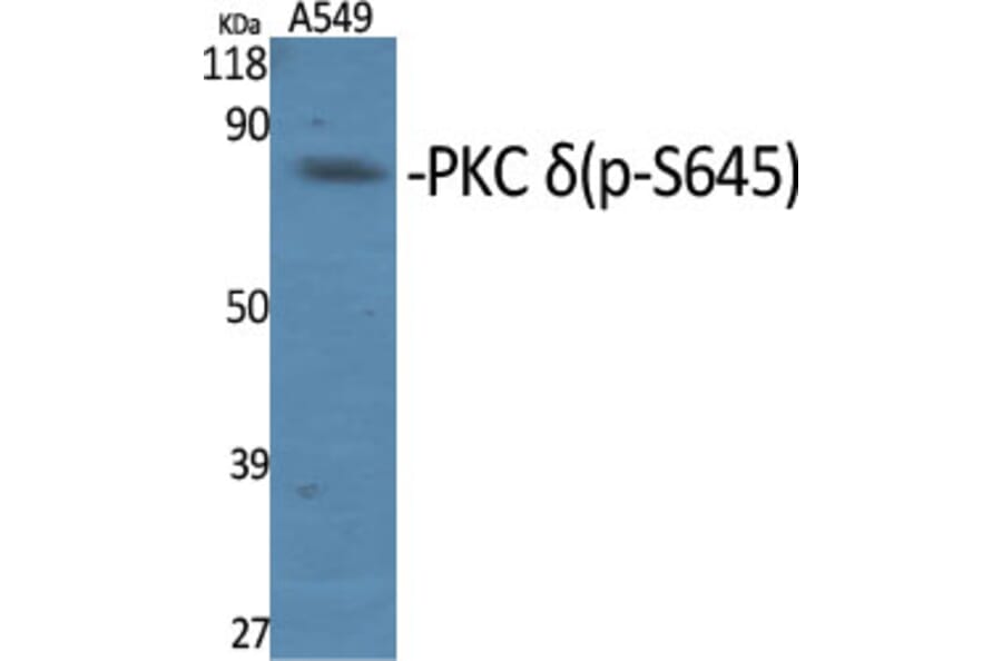 Western Blot - Anti-PKC delta (phospho Ser645) Antibody (A7196) - Antibodies.com