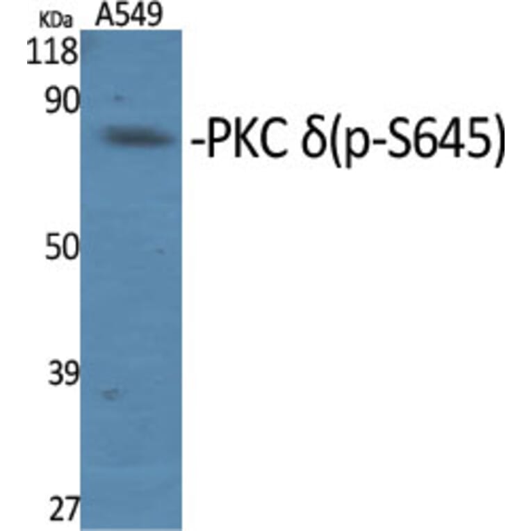 Western Blot - Anti-PKC delta (phospho Ser645) Antibody (A7196) - Antibodies.com