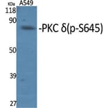 Western Blot - Anti-PKC delta (phospho Ser645) Antibody (A7196) - Antibodies.com