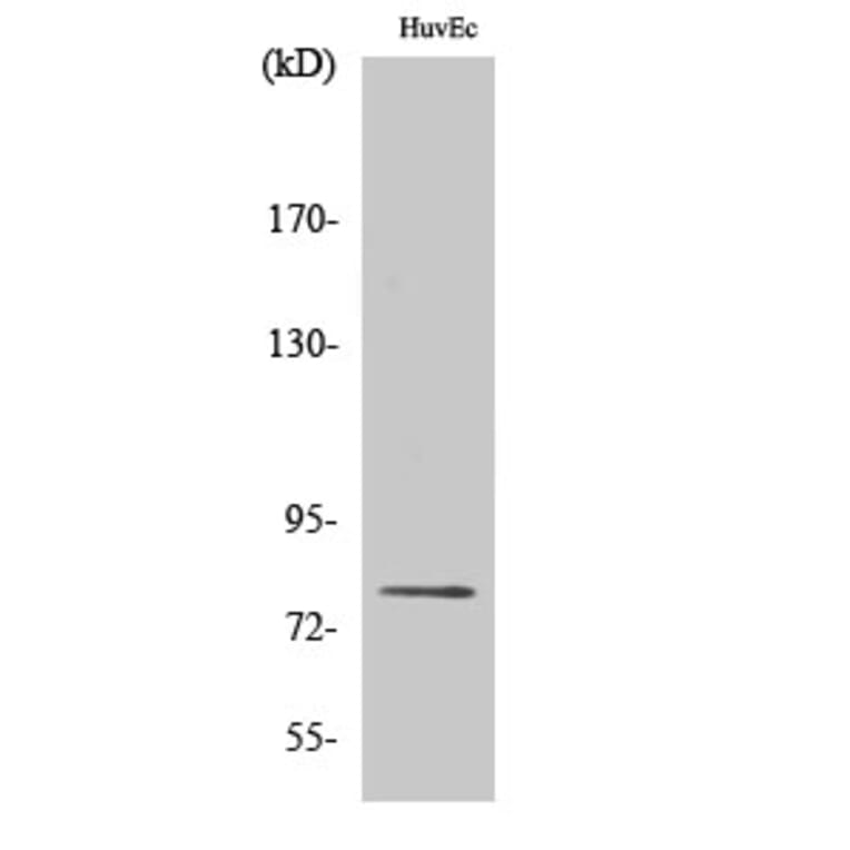 Western Blot - Anti-PKC delta (phospho Ser645) Antibody (A7196) - Antibodies.com