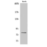 Western Blot - Anti-PKC delta (phospho Ser645) Antibody (A7196) - Antibodies.com