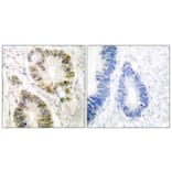 Immunohistochemistry - Anti-Cyclin E1 (phospho Thr395) Antibody (A0069) - Antibodies.com