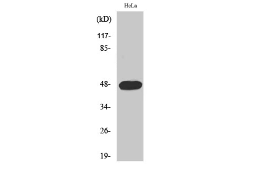 Western Blot - Anti-Cyclin E1 (phospho Thr395) Antibody (A0069) - Antibodies.com