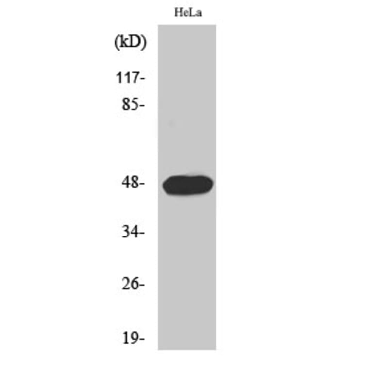 Western Blot - Anti-Cyclin E1 (phospho Thr395) Antibody (A0069) - Antibodies.com