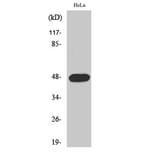 Western Blot - Anti-Cyclin E1 (phospho Thr395) Antibody (A0069) - Antibodies.com