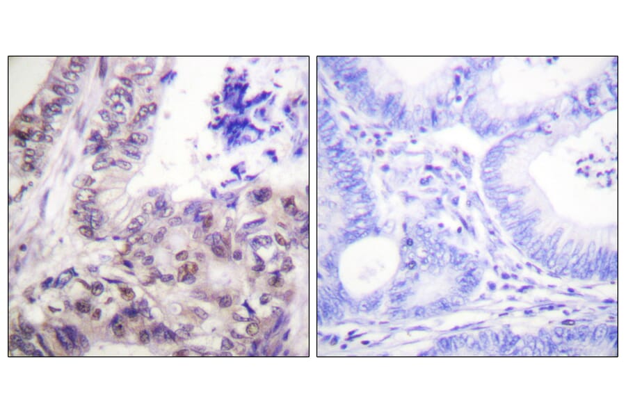 Immunohistochemistry - Anti-Caspase 9 (phospho Ser144) Antibody (A0833) - Antibodies.com