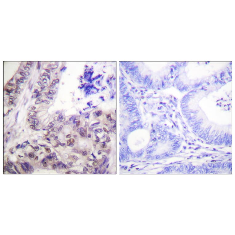 Immunohistochemistry - Anti-Caspase 9 (phospho Ser144) Antibody (A0833) - Antibodies.com