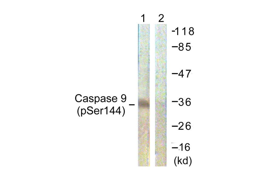 Western Blot - Anti-Caspase 9 (phospho Ser144) Antibody (A0833) - Antibodies.com