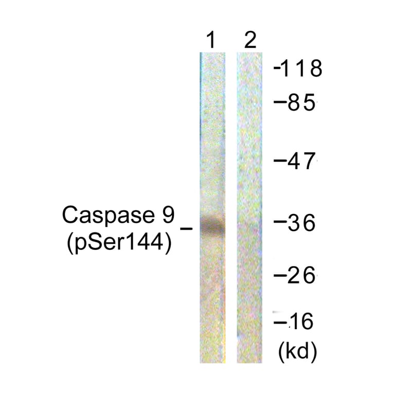 Western Blot - Anti-Caspase 9 (phospho Ser144) Antibody (A0833) - Antibodies.com