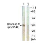 Western Blot - Anti-Caspase 9 (phospho Ser144) Antibody (A0833) - Antibodies.com