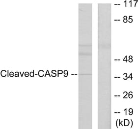 Western Blot - Anti-Caspase 9 (cleaved Asp330) Antibody (L0112) - Antibodies.com