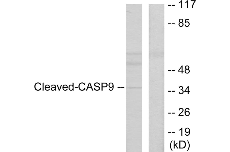 Western Blot - Anti-Caspase 9 (cleaved Asp330) Antibody (L0112) - Antibodies.com