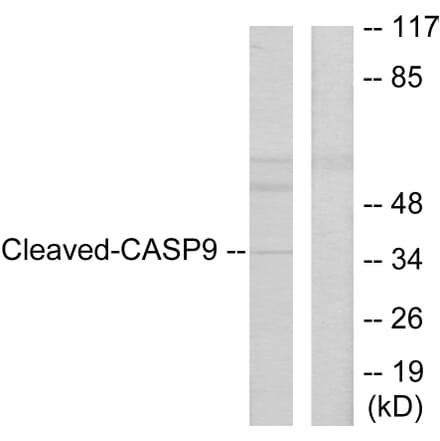 Western Blot - Anti-Caspase 9 (cleaved Asp330) Antibody (L0112) - Antibodies.com