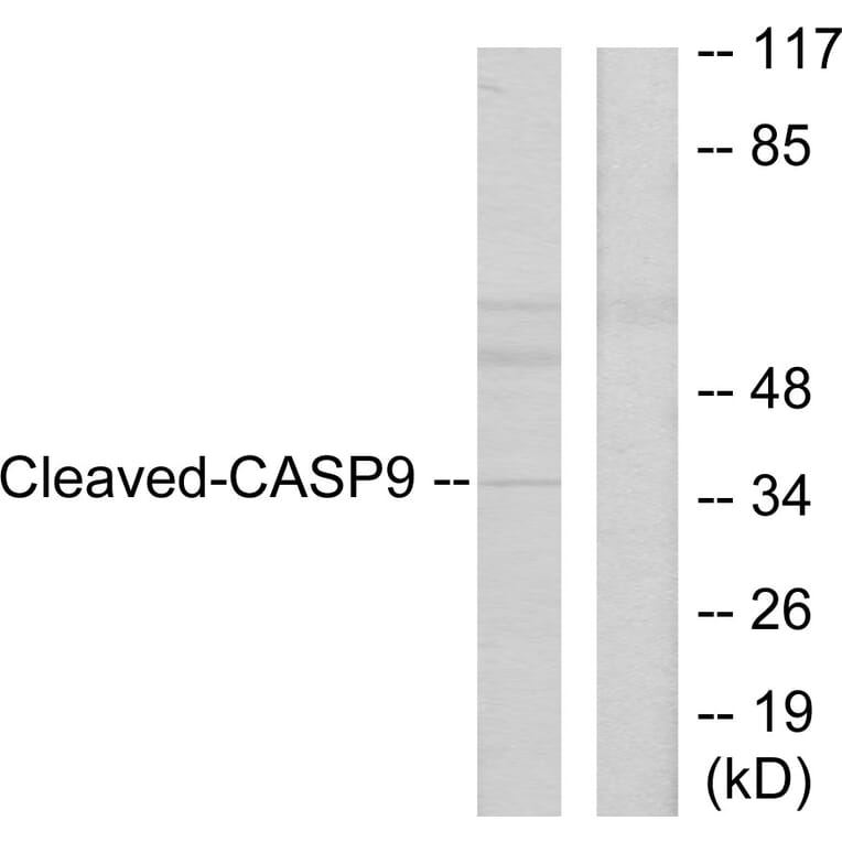 Western Blot - Anti-Caspase 9 (cleaved Asp330) Antibody (L0112) - Antibodies.com