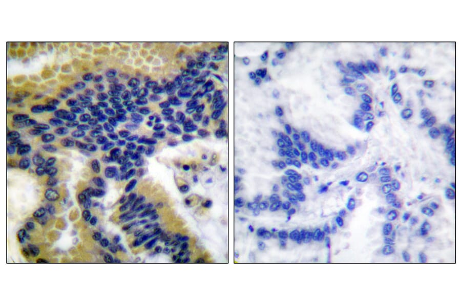 Immunohistochemistry - Anti-Caspase 9 (cleaved Asp330) Antibody (L0112) - Antibodies.com