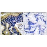 Immunohistochemistry - Anti-Caspase 9 (cleaved Asp330) Antibody (L0112) - Antibodies.com