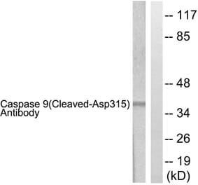 Western Blot - Anti-Caspase 9 (cleaved Asp315) Antibody (L0111) - Antibodies.com