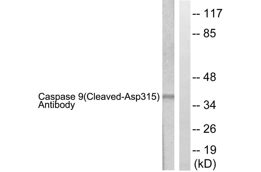 Western Blot - Anti-Caspase 9 (cleaved Asp315) Antibody (L0111) - Antibodies.com