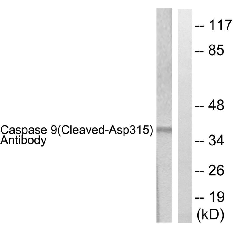 Western Blot - Anti-Caspase 9 (cleaved Asp315) Antibody (L0111) - Antibodies.com