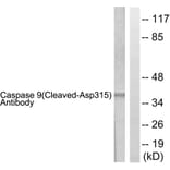 Western Blot - Anti-Caspase 9 (cleaved Asp315) Antibody (L0111) - Antibodies.com