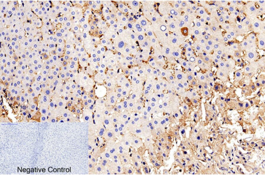 Immunohistochemistry - Anti-Caspase 9 (cleaved Asp315) Antibody (L0111) - Antibodies.com