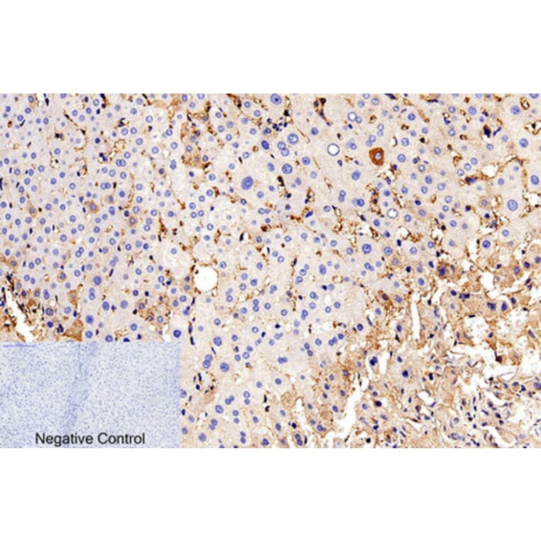 Immunohistochemistry - Anti-Caspase 9 (cleaved Asp315) Antibody (L0111) - Antibodies.com