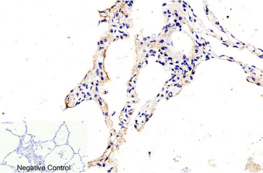 Immunohistochemistry - Anti-Caspase 9 (cleaved Asp315) Antibody (L0111) - Antibodies.com