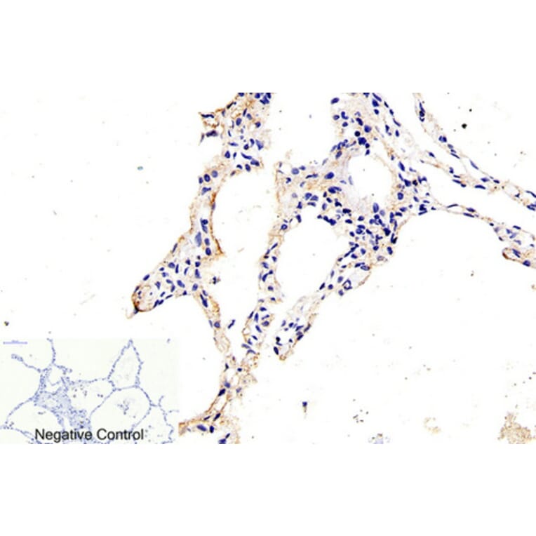 Immunohistochemistry - Anti-Caspase 9 (cleaved Asp315) Antibody (L0111) - Antibodies.com