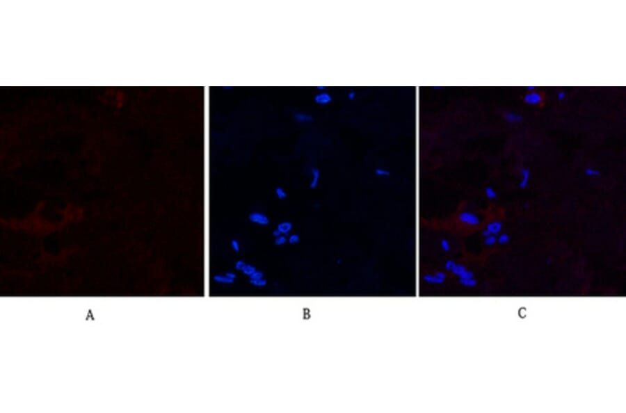 Immunofluorescence - Anti-Caspase 9 (cleaved Asp315) Antibody (L0111) - Antibodies.com