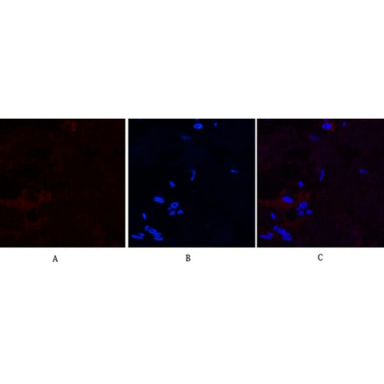 Immunofluorescence - Anti-Caspase 9 (cleaved Asp315) Antibody (L0111) - Antibodies.com