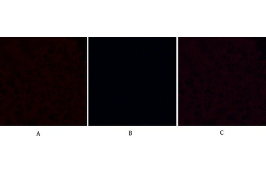 Immunofluorescence - Anti-Caspase 9 (cleaved Asp315) Antibody (L0111) - Antibodies.com