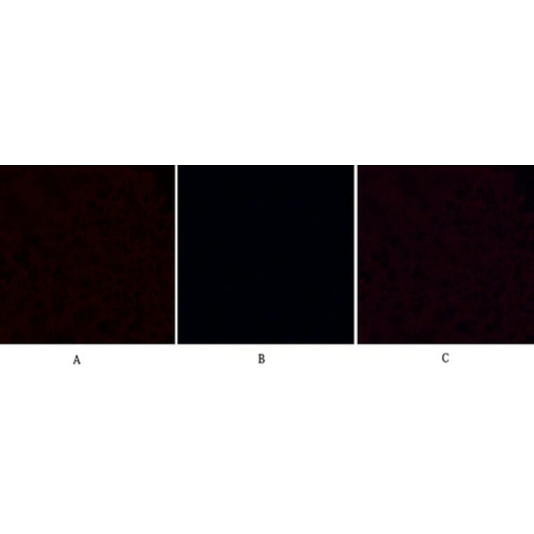 Immunofluorescence - Anti-Caspase 9 (cleaved Asp315) Antibody (L0111) - Antibodies.com