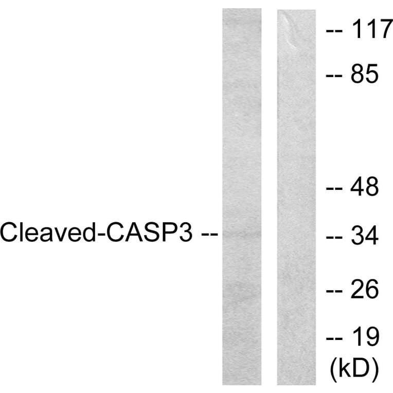 Western Blot - Anti-Caspase 3 (cleaved Asp175) Antibody (L0105) - Antibodies.com