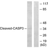Western Blot - Anti-Caspase 3 (cleaved Asp175) Antibody (L0105) - Antibodies.com
