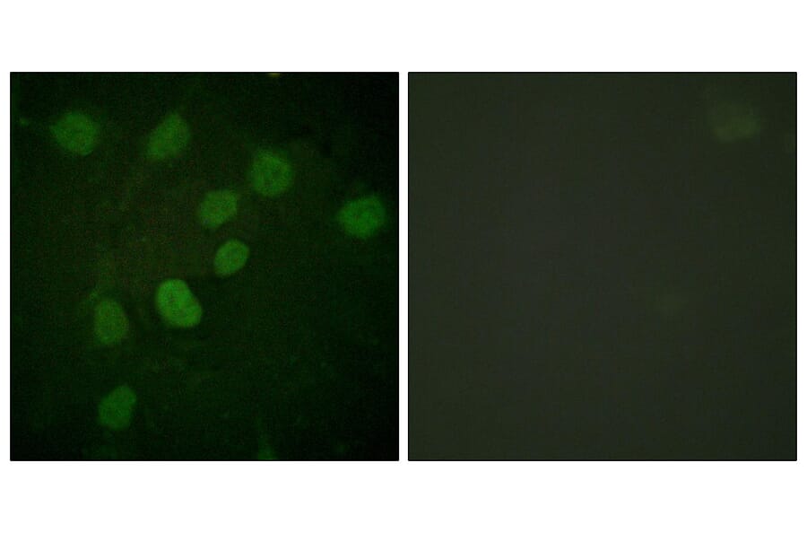 Immunofluorescence - Anti-DNA-PK (phospho Thr2638) Antibody (A0908) - Antibodies.com