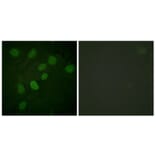 Immunofluorescence - Anti-DNA-PK (phospho Thr2638) Antibody (A0908) - Antibodies.com