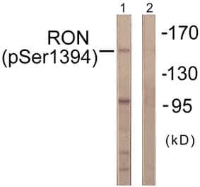 Western Blot - Anti-CD136 (phospho Ser1394) Antibody (A0839) - Antibodies.com