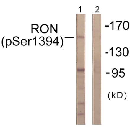 Western Blot - Anti-CD136 (phospho Ser1394) Antibody (A0839) - Antibodies.com