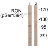 Western Blot - Anti-CD136 (phospho Ser1394) Antibody (A0839) - Antibodies.com