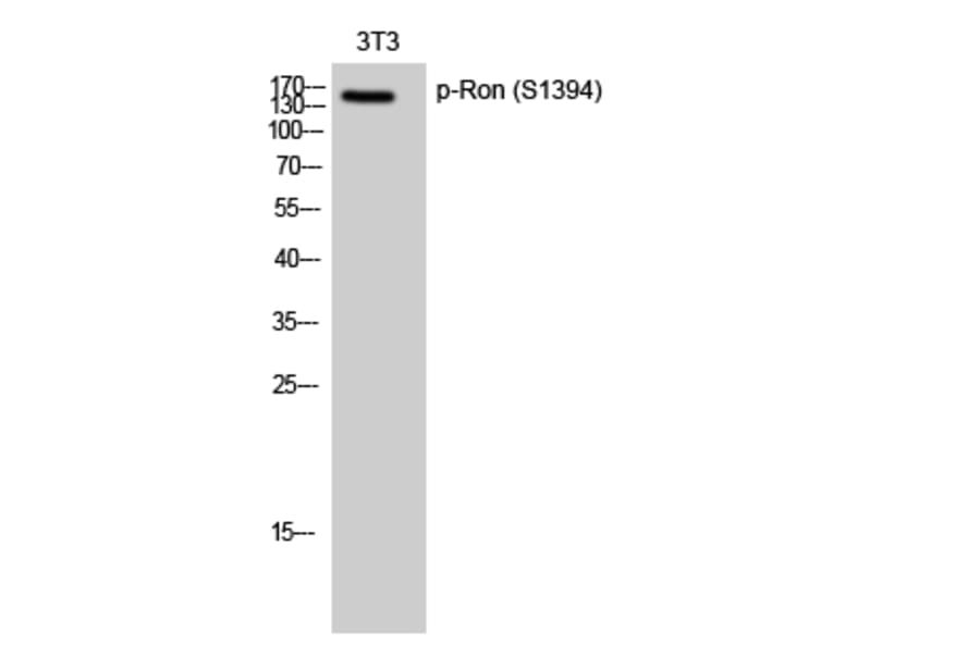 Western Blot - Anti-CD136 (phospho Ser1394) Antibody (A0839) - Antibodies.com
