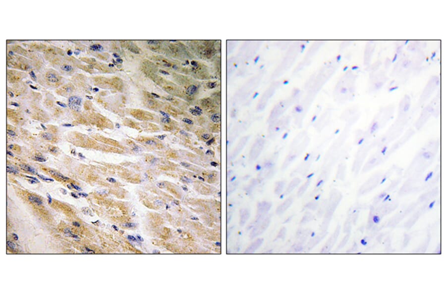 Immunohistochemistry - Anti-MEF2C (phospho Ser387) Antibody (A0509) - Antibodies.com