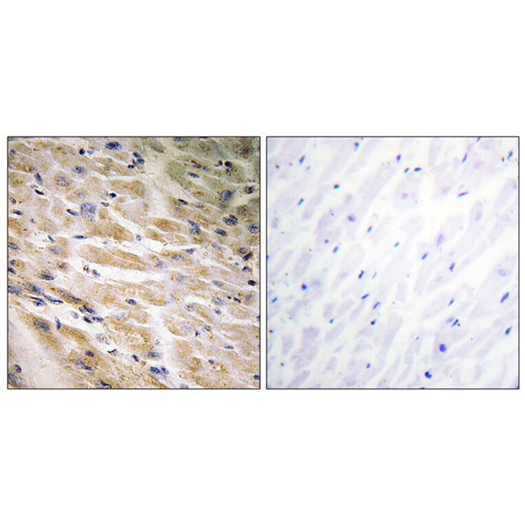 Immunohistochemistry - Anti-MEF2C (phospho Ser387) Antibody (A0509) - Antibodies.com