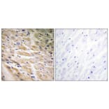 Immunohistochemistry - Anti-MEF2C (phospho Ser387) Antibody (A0509) - Antibodies.com