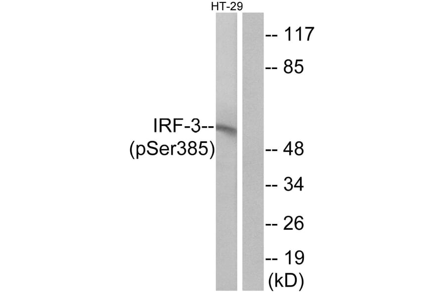 Western Blot - Anti-IRF-3 (phospho Ser385) Antibody (A0496) - Antibodies.com