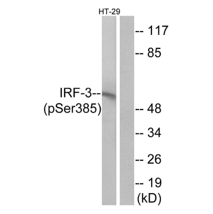 Western Blot - Anti-IRF-3 (phospho Ser385) Antibody (A0496) - Antibodies.com