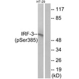 Western Blot - Anti-IRF-3 (phospho Ser385) Antibody (A0496) - Antibodies.com