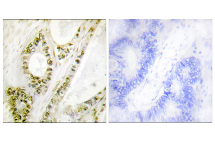 Immunohistochemistry - Anti-IRF-3 (phospho Ser385) Antibody (A0496) - Antibodies.com