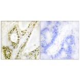 Immunohistochemistry - Anti-IRF-3 (phospho Ser385) Antibody (A0496) - Antibodies.com