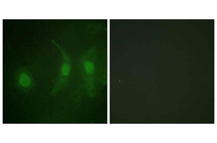 Immunofluorescence - Anti-IRF-3 (phospho Ser385) Antibody (A0496) - Antibodies.com